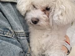 -柴犬小屋·柴餐厅·狗咖食堂(金鼎广场店)