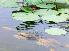 -望湖公园