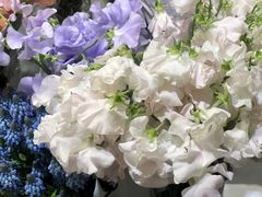 -双季花艺园艺市场(浦东店)