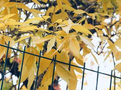 -三里屯东五街银杏大道