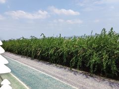 -贡湖湾湿地公园