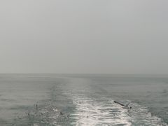 -长岛万鸟岛