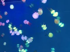 -海昌极光餐厅