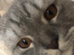 -猫咪咖啡店(新城大街店)