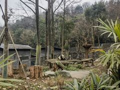 -都江堰中华大熊猫苑