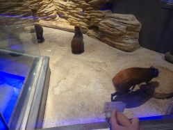 -未来动物城动物主题公园(大悦城店)