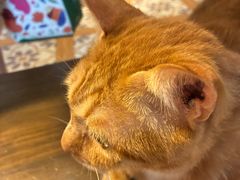 -猫猫幼稚园·撸猫·桌游·电玩