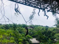-海南槟榔谷黎苗文化旅游区