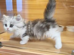 -猫十亿·布偶金渐层·曼基康矮脚猫舍(青年路店)