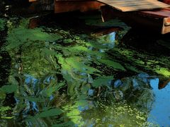 -渌洋湖湿地公园