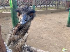 -森波拉奇妙世界