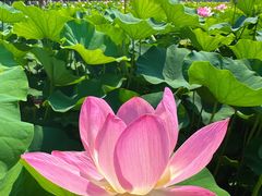 -莲花池公园