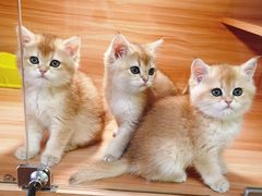 -猫十亿·布偶金渐层·曼基康矮脚猫舍(青年路店)