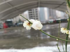 -陕西省西安植物园