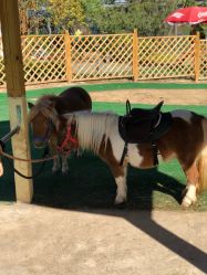 -萌宠亲子动物乐园(槐房万达店)