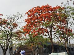-顺峰山公园