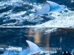 -海合安武汉极地海洋公园