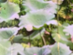-荔湾湖公园