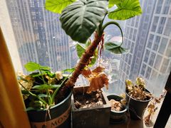 -桃花坞·私房菜餐厅(龙湖时代天街店)