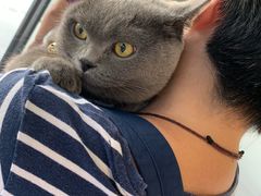 -关爱宠物医院·猫科中心·消化科(滨湖万达分院)