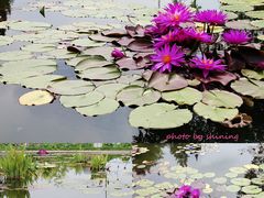 -莲花池公园