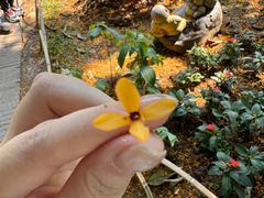 -中国科学院西双版纳热带植物园