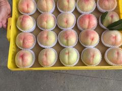 -老袁家蜜桃农场·阳山水蜜桃