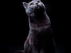 -开封张记烧鸡(花牌坊街123号院店)