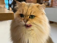 -豆逗聊愈猫阁Easy Life