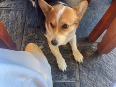 -巍山𤆵肉饵丝