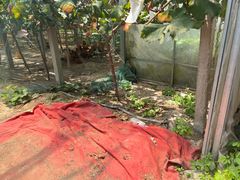 -马陆小张葡萄园农家乐