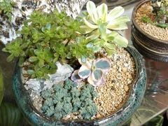 android_upload_pic-双季花艺园艺市场(浦东店)
