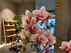 -施奈儿.洗头頭療.按摩SPA.采耳(上梅林店)
