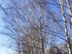 -塞罕坝国家级自然保护区