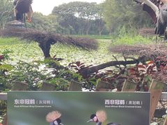 -广州长隆飞鸟乐园