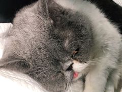 -纳吉亚猫专科动物诊疗中心(蒋宅口分院)