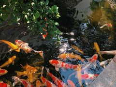 -寻味顺德·顺峰山庄(大良店)