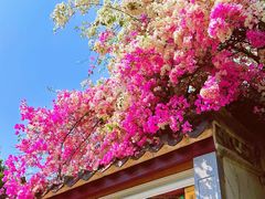 -深圳国际园林花卉博览园