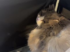 -贝康宠物医院·犬猫全科·小动物特色诊疗中心(东环路店)