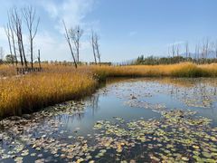-野鸭湖国家湿地公园