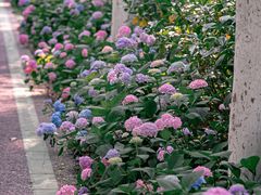 -合肥滨湖国家森林公园