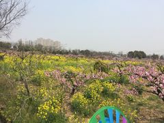 -南汇桃花村