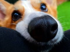 -宠拉拉·高端寄养·宠物酒店(朝阳分店)