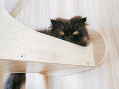 -猫的茶·猫咖