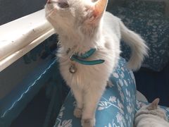 海妖酒吧-Sirena海妖日咖夜酒