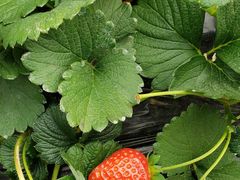 -田趣农庄草莓采摘园