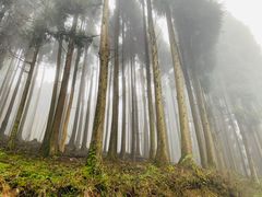 -铁山坪森林公园