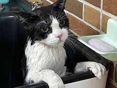 -安安宠医宠物医院·异宠·犬猫内科(岳阳分院)