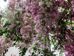 -深圳国际园林花卉博览园