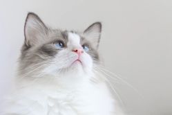 -HEYAN荷妍专业脱毛连锁机构
